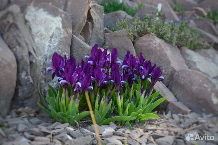 Многолетние растения для вашего сада