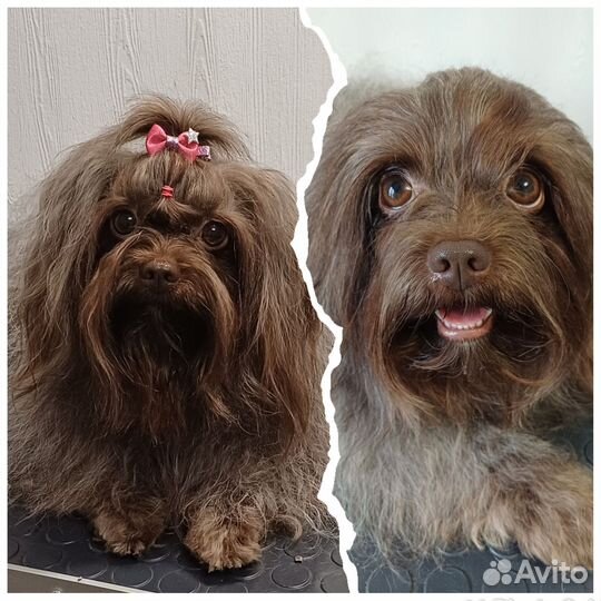 Услуги грумера