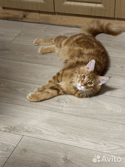 Мейн-кун вязка