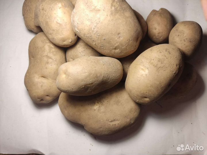 Семенной картофель