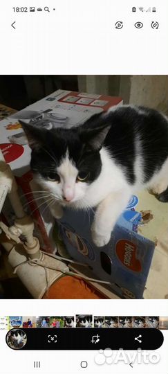 Кошки в добрые руки бесплатно