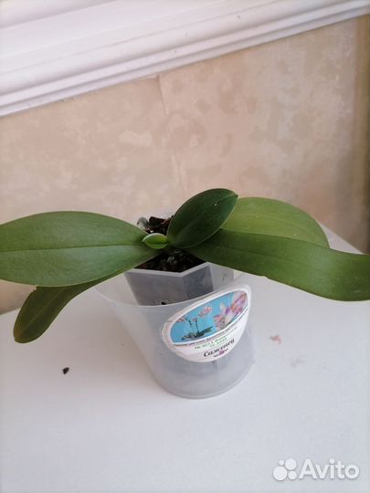 Орхидея фаленопсис подросток