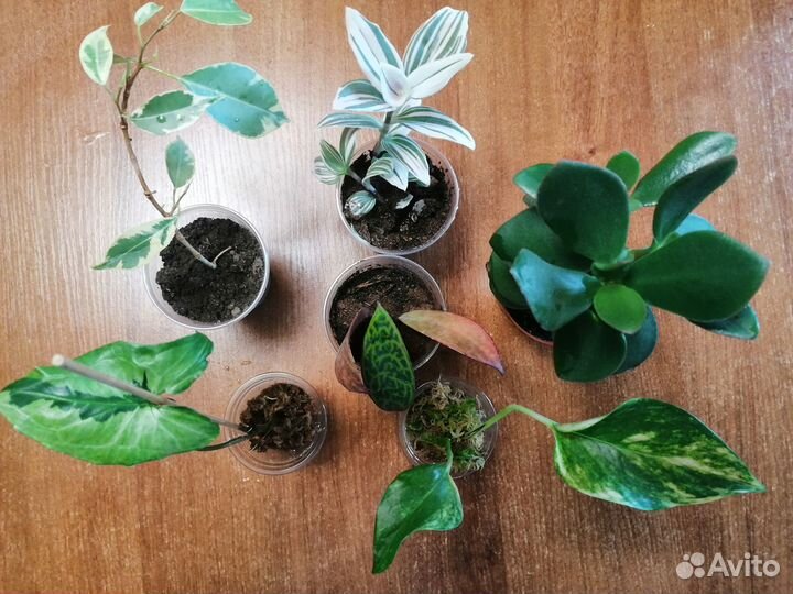 Набор комнатных растений