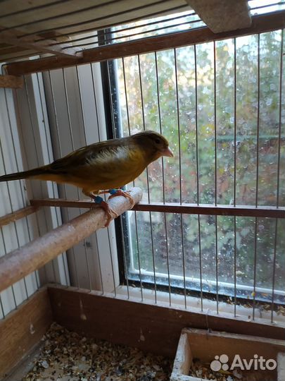 Кенара и канарейки