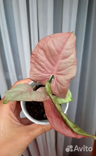 Сингониумы Серый призрак, Неон, Батик, Панда