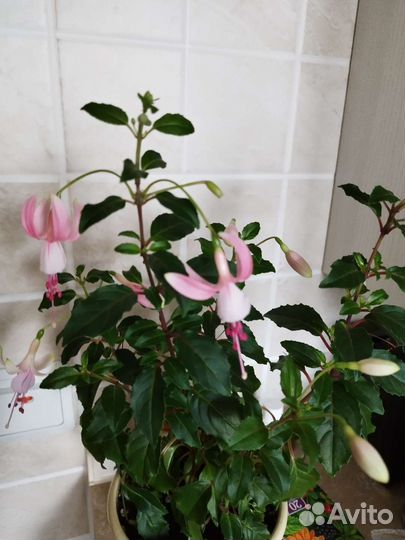 Бегония, фуксия