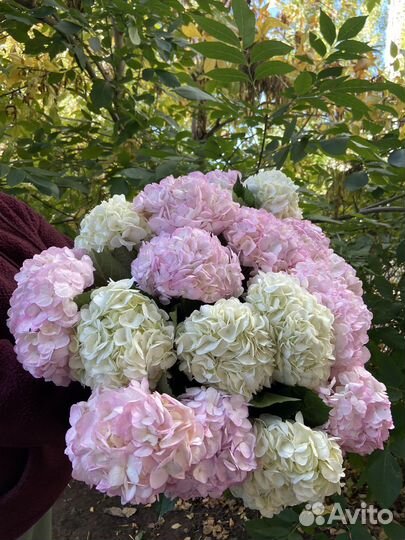 Гортензия 1-500