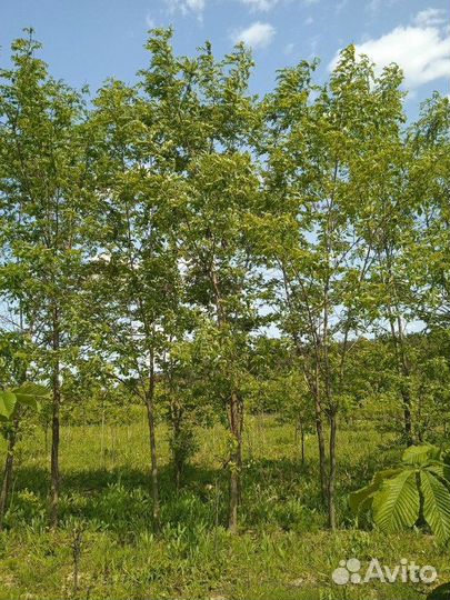 Саженцы Акация белая