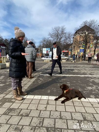 Дрессировка собак. Кинолог