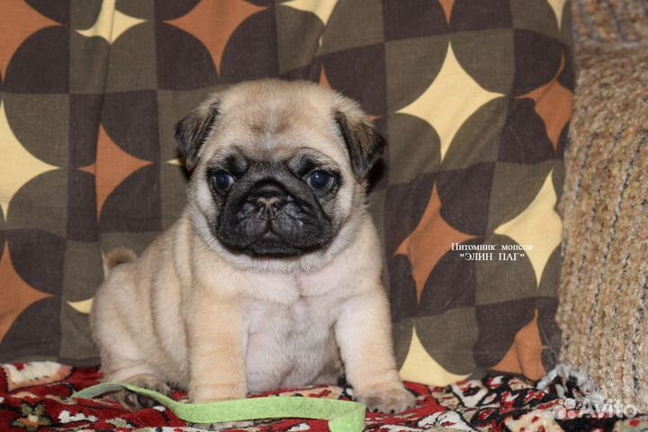 Щенки мопса