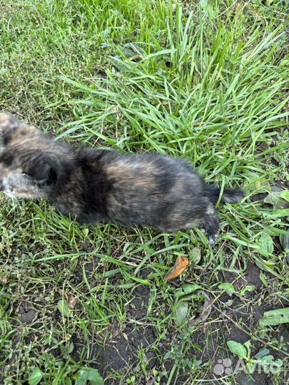 Котенок в добрые руки даром