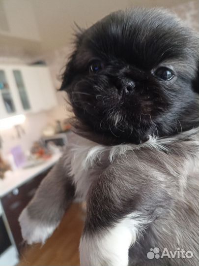 Щенки пекинеса