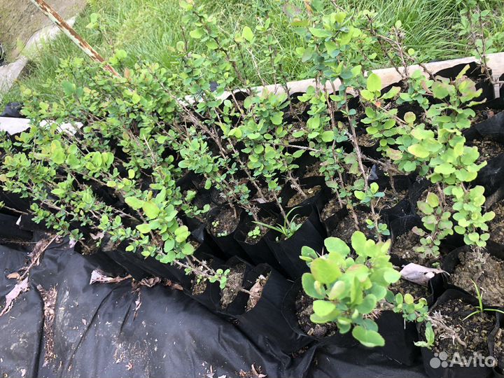 Барбарис тунберга