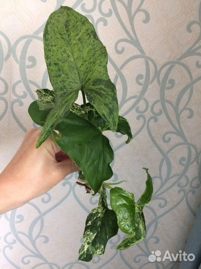 Сингониум Белая бабочка, Моттлед Ароухед