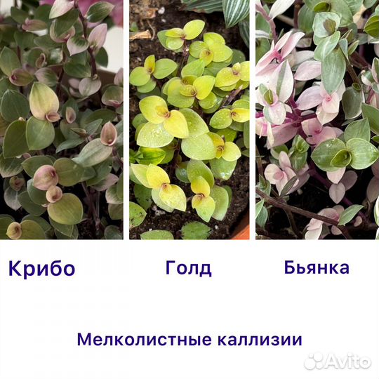 Традесканции 15 сортов