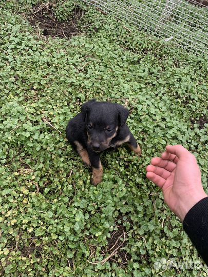 Щенки ягдтерьера