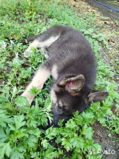 Немецкая овчарка