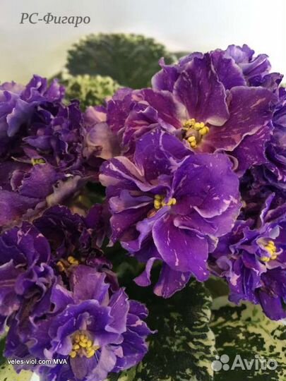 Фиалки детки