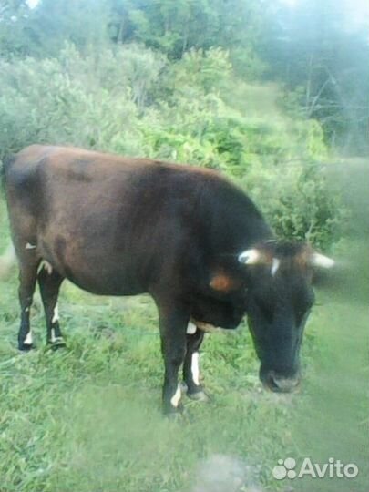 Продаётся нетель