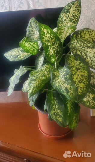 Диффенбахия