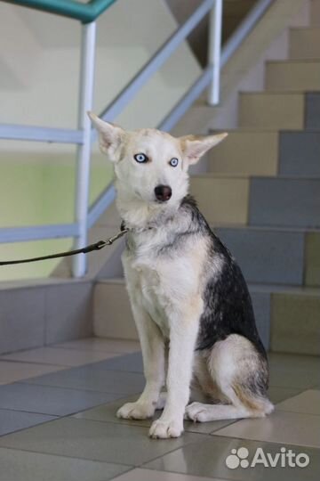 Голубоглазый щенок