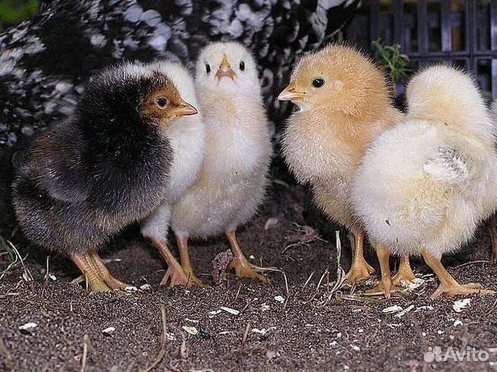 Петушки, суточные и подрощенные цыплята