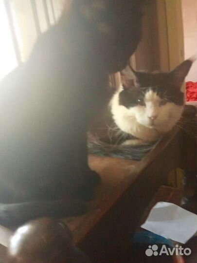 Котя майкунята помесь