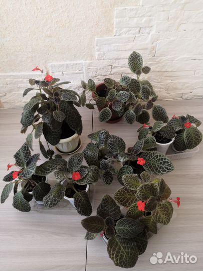 Комнатные растения цветы