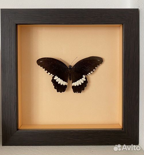 Бабочка в рамке