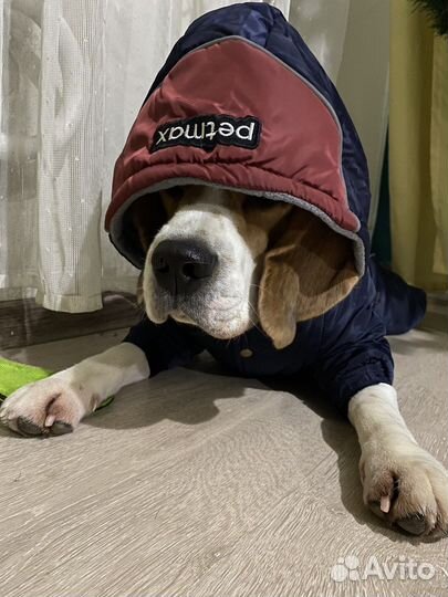 Комбинезон для собаки