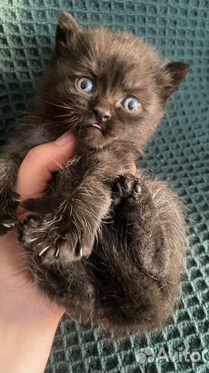 Шотландские котята