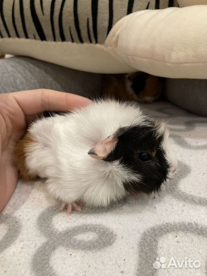 Морские свинки