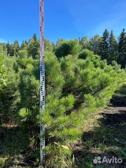 Сосна обыкновенная стриженная