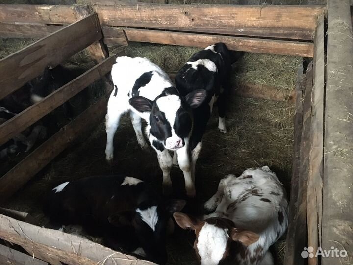 Продаются телята