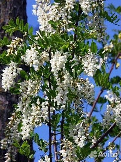 Чистейший мед Белой Акации