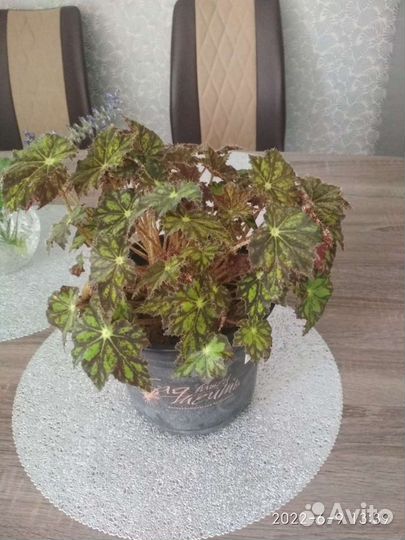 Бегония декоративно лиственная