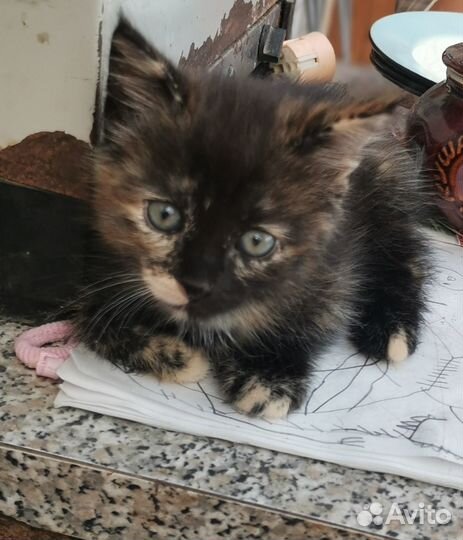 Отдам в хорошие руки котенка