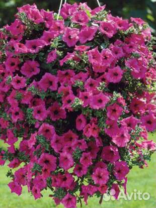 Петуния каскадная Тайдал