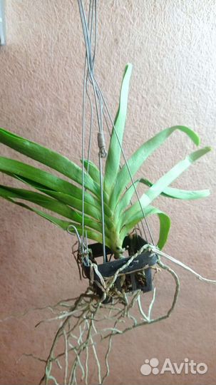 Орхидеи ванда, взрослые