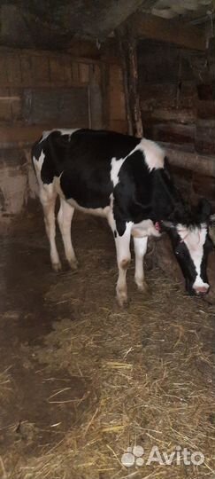 Продам Бычков и телят