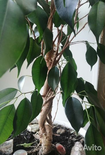 Комнатные растения цветы