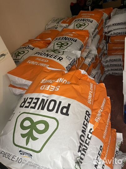 Семена подсолнечника Пионер п63ле10