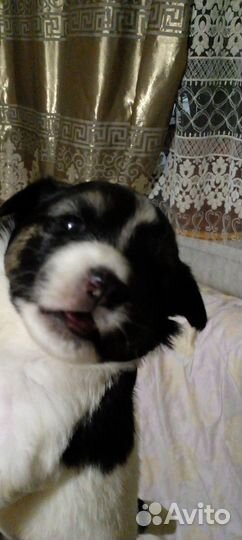 Собака в добрые руки щенок