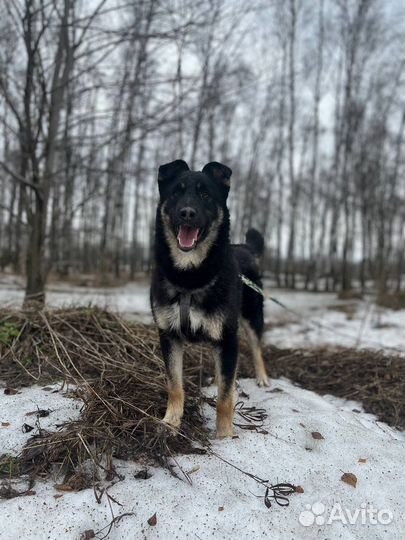 Храбрый малыш ждет своих мампап