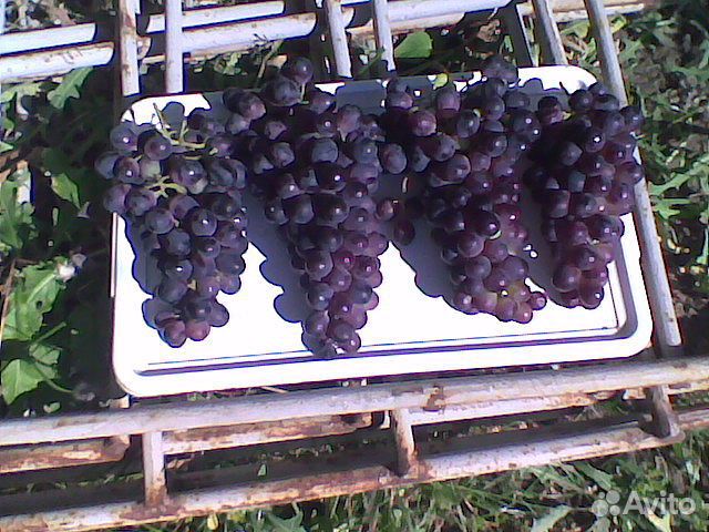 Саженцы, винограда