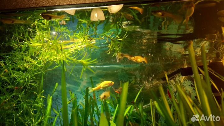 Аквариум