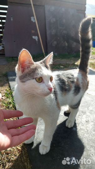 Кошка ищет дом