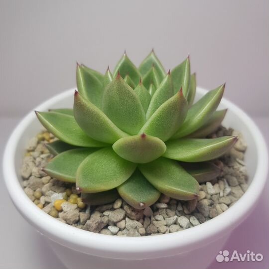 Суккуленты