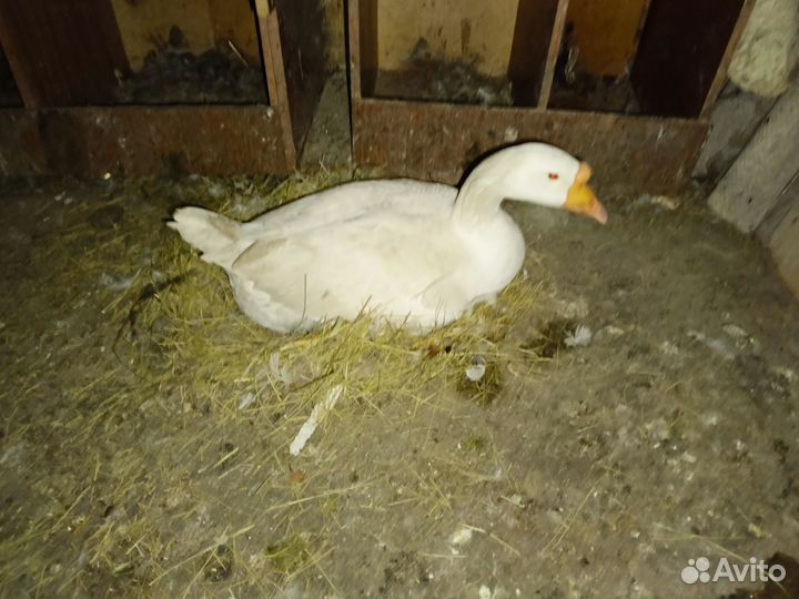 Продам гусиные яйца