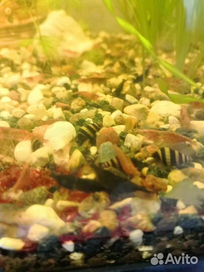 Улитки для аквариума